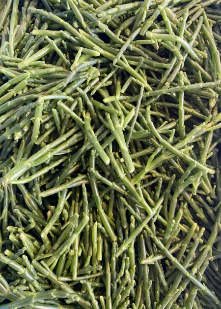 Samphire - Image 2